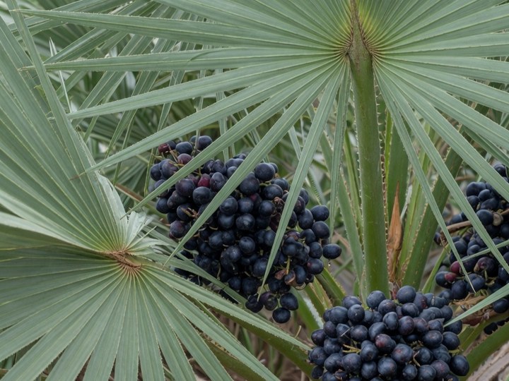 Sägepalme mit dunklen Beeren zwischen fächerförmigen Blättern