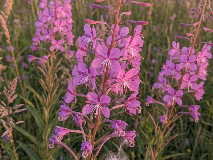 Schmalblättriges Weidenröschen mit rosa Blütenähren auf einer Wiese
